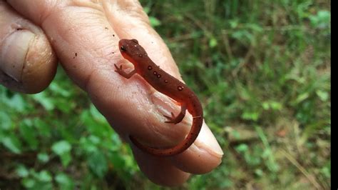 Tiny cute salamander discovered in a forest - YouTube