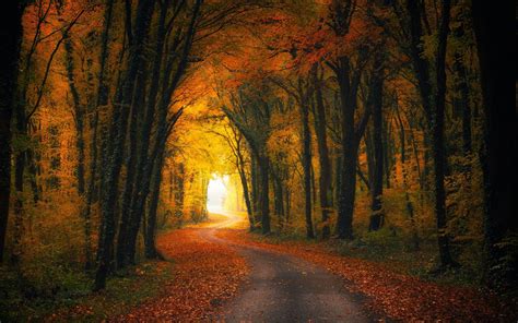 Wallpaper : sunlight, trees, landscape, fall, leaves, night, nature, sky, road, branch, evening ...