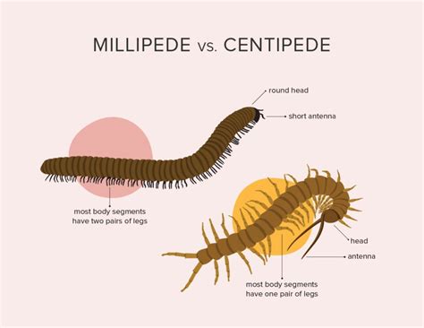 Do Millipedes Bite? Learn All About Them | Millipede, Centipede, Insect ...