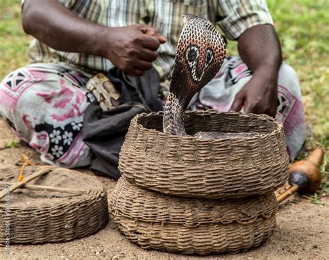 Snake charmer Indian fakir King Cobra Snake Stock Photo | Adobe Stock