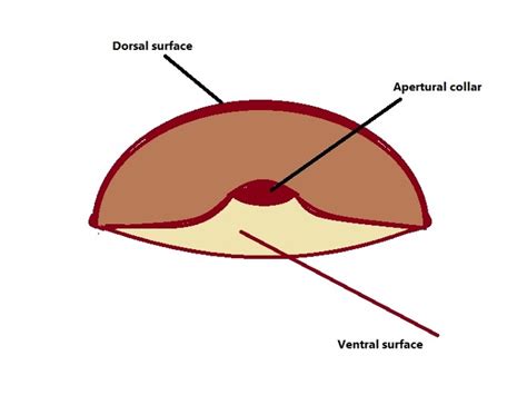 Phylum Sarcodina - Examples, Classification and Characteristics