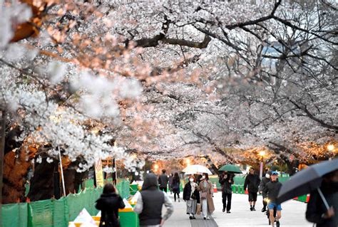 It's Finally Here: Tokyo Declares Full Bloom For Cherry Blossom Season ...