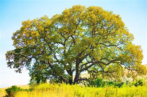 Oregon White Oak | native nut trees for sale | Native Foods Nursery