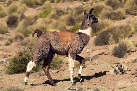 The Llama: National Animal of Bolivia Stock Photo - Image of latino, tradition: 112267400