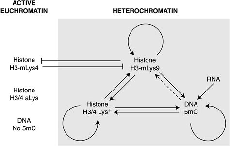 Epigenetic Codes for Heterochromatin Formation and Silencing: Cell