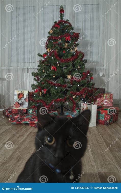 Black Cat and Christmas Tree. Stock Image - Image of animal, nature ...