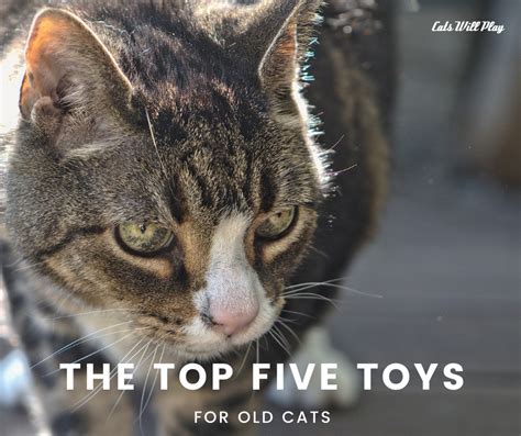 The Top Five Toys for Old Cats - Cats Will Play