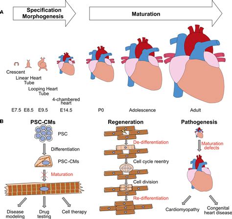 Cardiomyocyte Maturation | Circulation Research