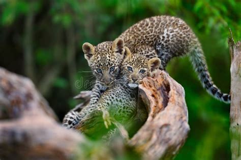 Two Leopard Cubs Playing on a Dry Tree in Masai Mara, Kenya Stock Photo ...