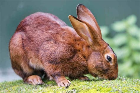 47 Rabbit Breeds to Keep as Pets