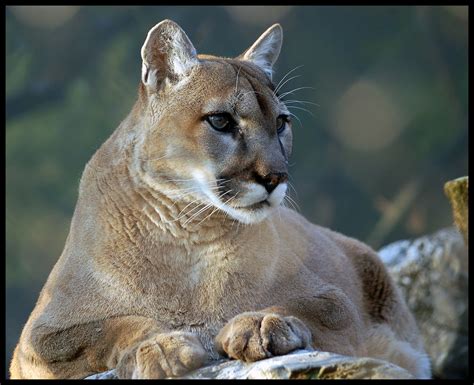 Endangered Beauty | The cougar (Puma concolor), also known a… | Flickr