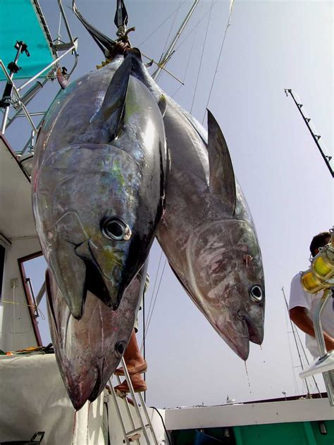 How Long Does the Tuna Fishing Season Last? - Fanatics For Fishing