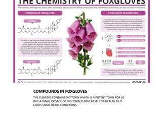 Sikkim flora | PPT