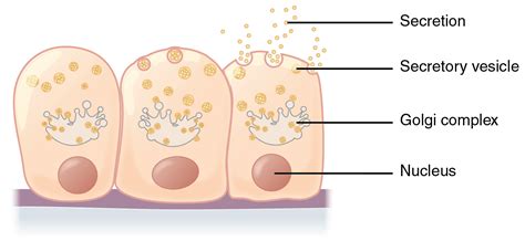 What is the Difference Between Merocrine and Holocrine Glands | Compare the Difference Between ...