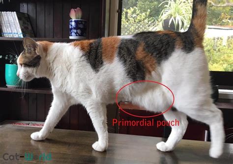 Primordial Pouch in Cats: Our Veterinarian Explains - Cat-World