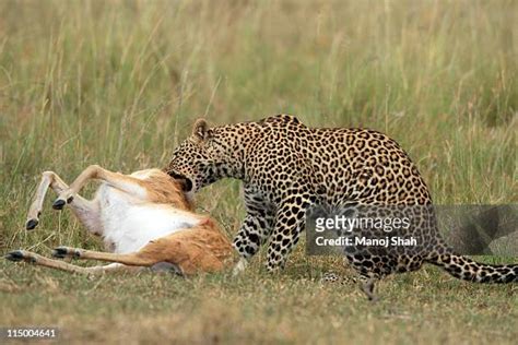 Leopard Eat Photos and Premium High Res Pictures - Getty Images