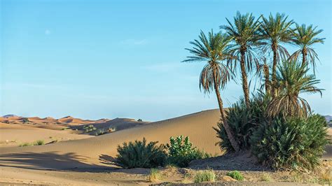 Desert Palm Trees Photograph by Lindsay Sullivan - Fine Art America