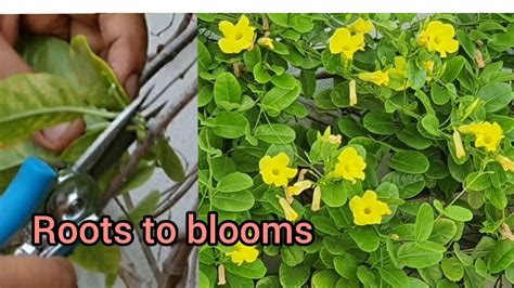 Care Of Allamanda Yellow Trumpet Vine|| Propagation Of Allamanda || Summer &Permanent Flowering ...