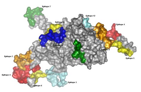 Epitope Mapping