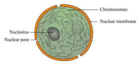 NCERT Solutions for Class 8th Science Chapter 8 Cell-Structure and ...