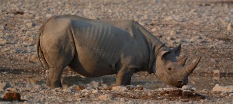 Rhino Walking Safari - Nature Travel Namibia : Expert guided safaris