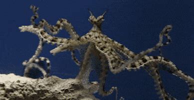 Mimic Octopus Tentacles GIF by Monterey Bay Aquarium - Find & Share on GIPHY