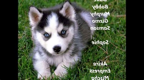 Boy Husky Names