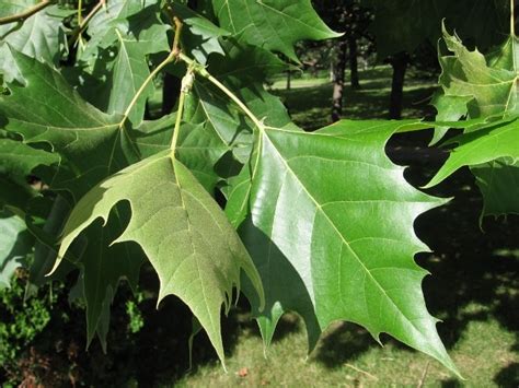 Platanus occidentalis (American Sycamore) – Mount Royal Seeds