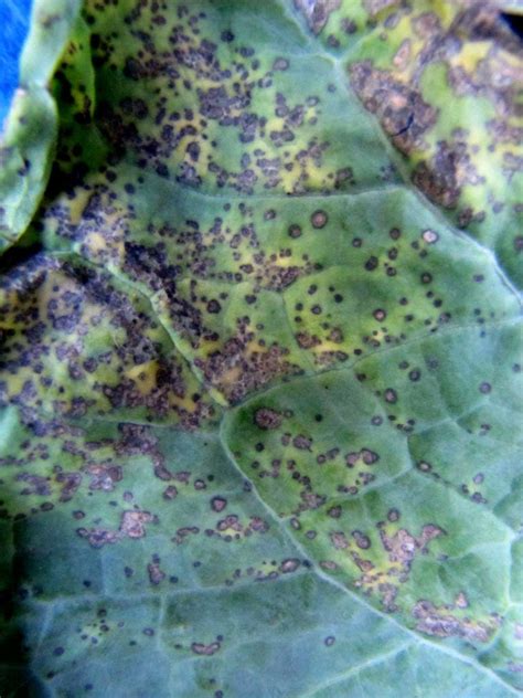 Bacterial leaf spot on cauliflower | Vegetable Pathology – Long Island ...