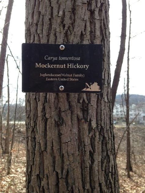 Hickory, Mockernut - Wildfoods 4 Wildlife