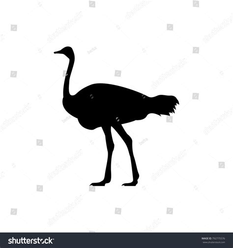 Ostrich Vector Silhouette: Vector có sẵn (miễn phí bản quyền) 792775576 ...