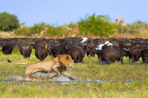 The Okavango: why you need a safari in Botswana's delta - Lonely Planet