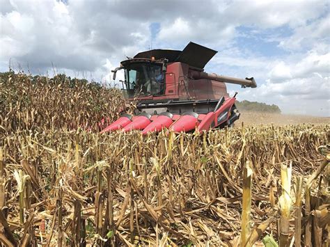 Farmers busy harvesting corn | Eunice News