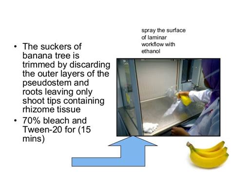 TISSUE CULTURE ON BANANA SUCKERS AND RICE CALLUS (MICROPROPAGATION)