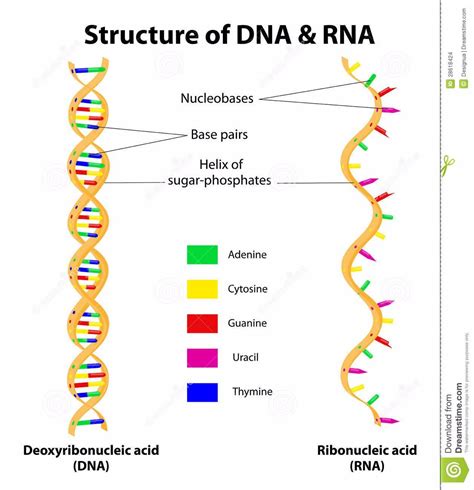 Describe the Structure and Function of Rna - Charlie-has-Camacho