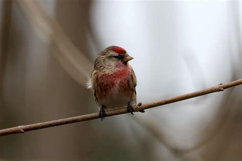 Redpoll