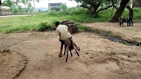 Funny Goat Riding video. Do not try this at home at school and anywhere ...