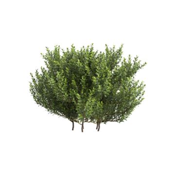 Small Pot Bush Tree, Bush, Grass, Old Pot PNG Transparent Clipart Image ...