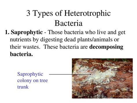 Bacteria – 2 Domains (Archaebacteria and Eubacteria) - ppt download