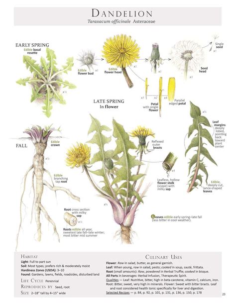 Foraging & Feasting Dandelion Poster — Foraging and Feasting | Medicinal plants, Plant ...