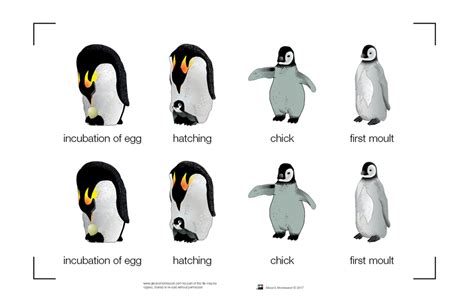 Montessori Materials: Life Cycle of a Penguin Nomenclature Cards