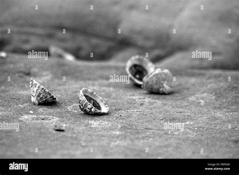 Limpet shell Black and White Stock Photos & Images - Alamy