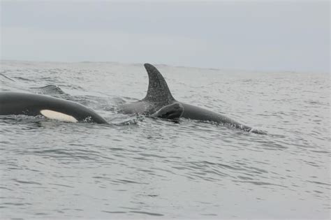 Orca Pod Adopts Pilot Whale Calf Off Iceland | Petlife