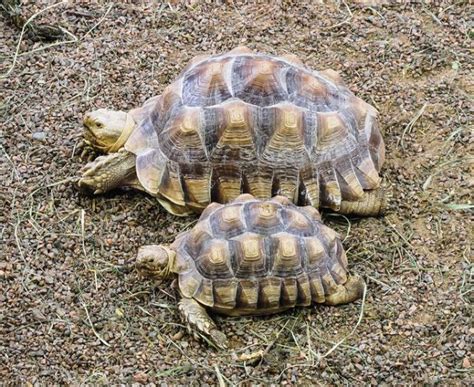 Sulcata Tortoise: Breeding, Habitat, Size & Care - Learn About Nature