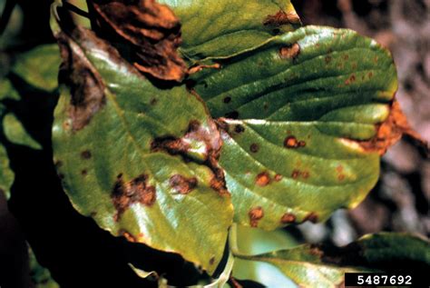 dogwood anthracnose (Discula destructiva)