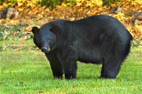 Teddy Roosevelt Would Be Proud: Louisiana Black Bears Recovered ...