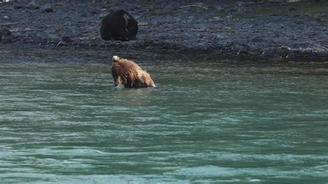 Kenai River bears | A family of brown bears looks for fish i… | Flickr