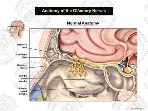 Anatomy of the Olfactory Nerves