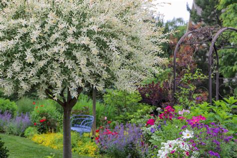 Dappled Willow Tree – A Care Guide on How to Grow a Dappled Willow Tree ...