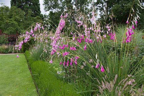 Dierama pulcherrimum - Vishengel - Hermie.com - Alles voor uw huis & tuin online!